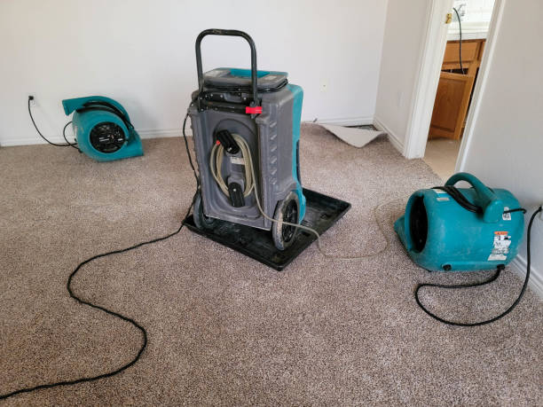 Best Mold removal after water damage  in Guntown, MS